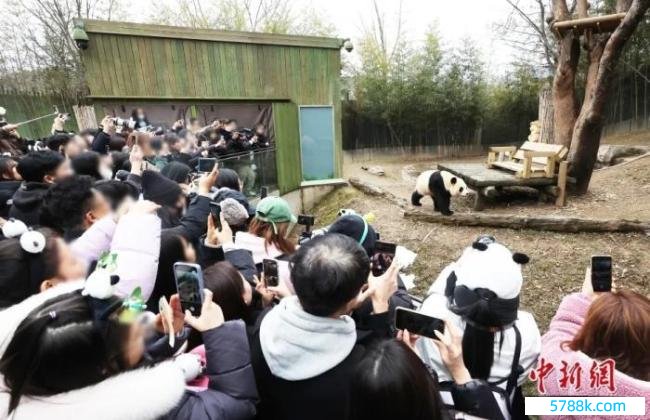 旅韩大熊猫“福宝”当天复返中国 你缱绻去看福宝吗？